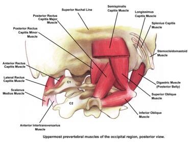 Uppermost prevertebral muscles of the occipital re
