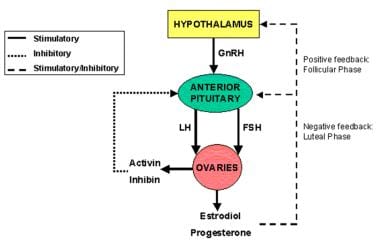 Hypothalamus, pituitary and ovaries form a functio