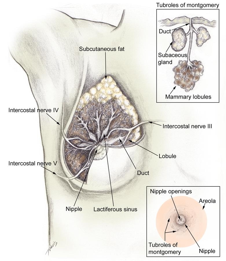 Frontal view of lactating breast. 