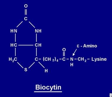 Biocytin is the product of the complete proteolysi