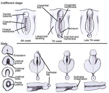 Pathology Outlines - Male urethra anatomy and histology
