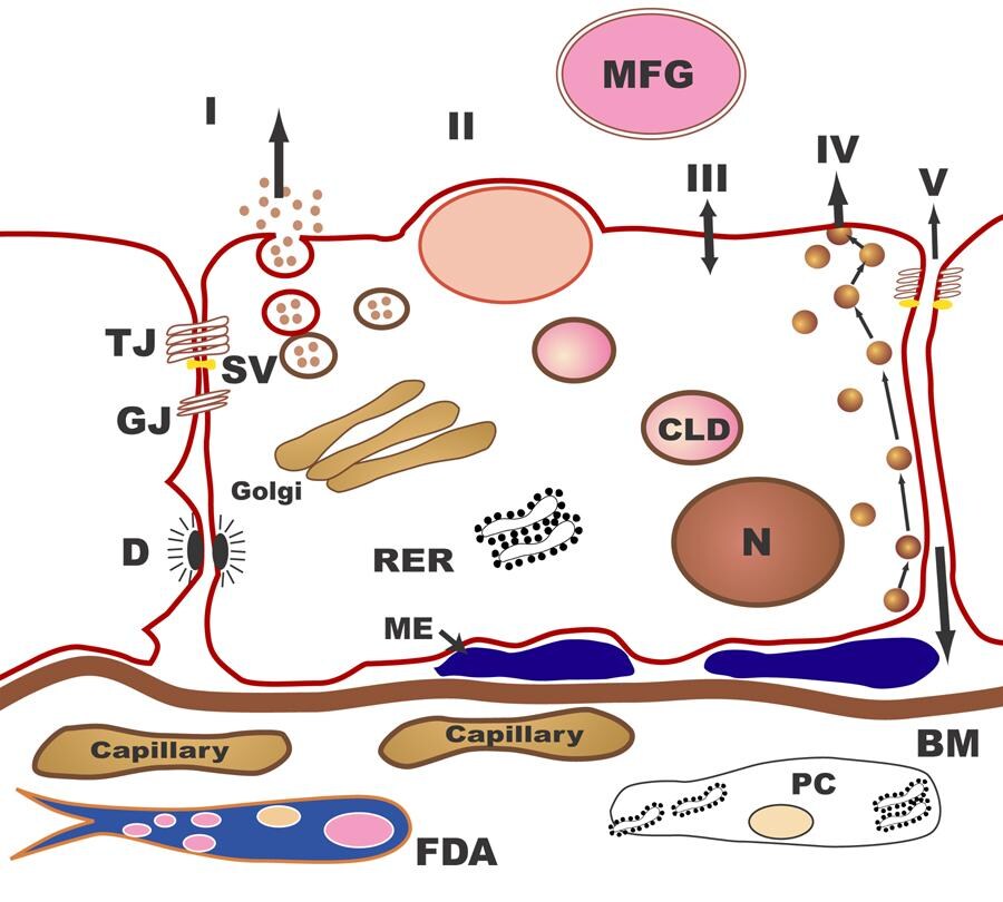 The pathways for milk secretion and synthesis by t