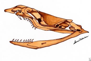 Coral snake skull. 