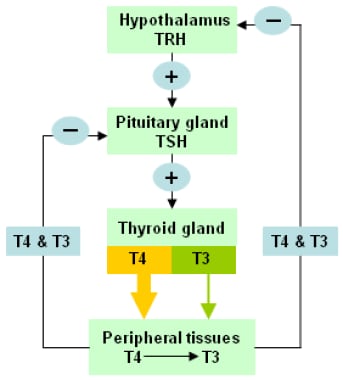 The hypothalamic-pituitary-thyroid axis. Levels of