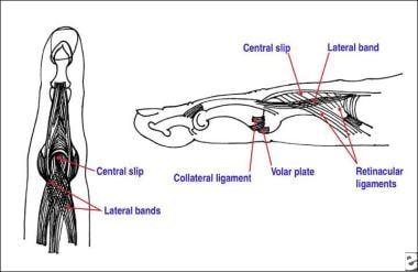 Anatomy of the proximal interphalangeal joint. The