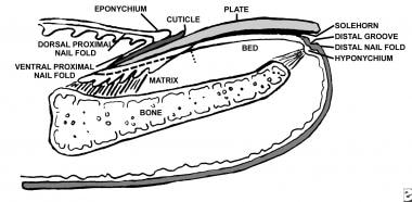 Anatomy of the nail, sagittal view. 