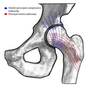 Image depicting the trabecular system of the hip t