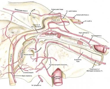 The transtemporal course of the facial nerve is sh