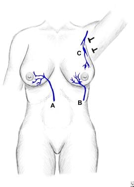 Illustration of the venous channels involved in Mo