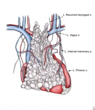 Anatomy of thymus, with emphasis on blood supply a