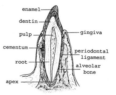 Transverse section of a central incisor illustrate
