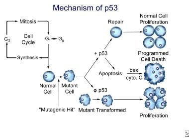 The mechanism of TP53 for normal function and for 