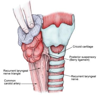 Relation of the recurrent laryngeal nerve to the l