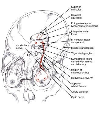 Visceral motor component of CN III and pathways in