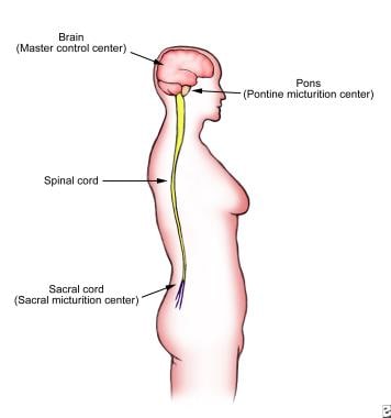 The pons is a major relay center between the brain