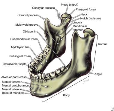 Mandible, anterolateral superior view. 