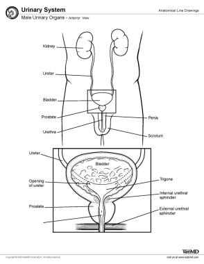 Male urinary organs, anterior view. 