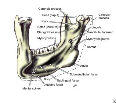 Mandible, left posterior view. 