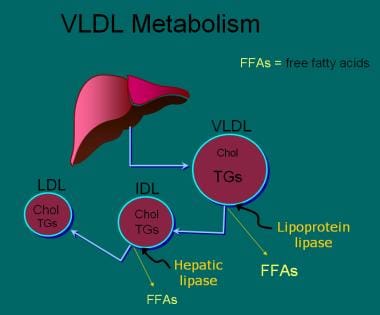 Once very low-density lipoprotein (VLDL) has been 