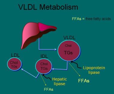 Once very low-density lipoprotein (VLDL) has been 