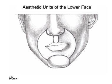 Aesthetic units of the face. 