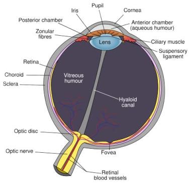 Schematic diagram of the human eye, with the fovea