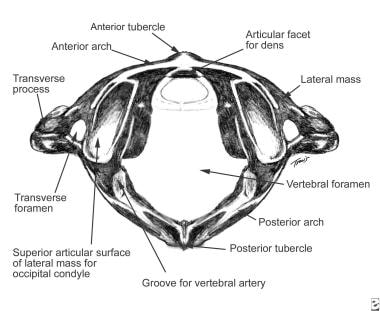 Transverse ligament holds dens against anterior ar