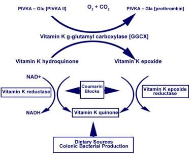 Vitamin K cycle. CO<sub>2 </sub> = carbon dioxide;