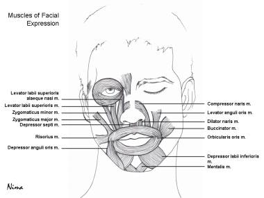 Muscular anatomy of the face. 