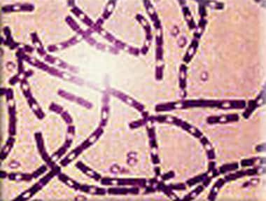 Polychrome methylene blue stain of Bacillus anthra