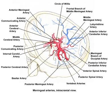 Schematic drawing of the circle of Willis as found
