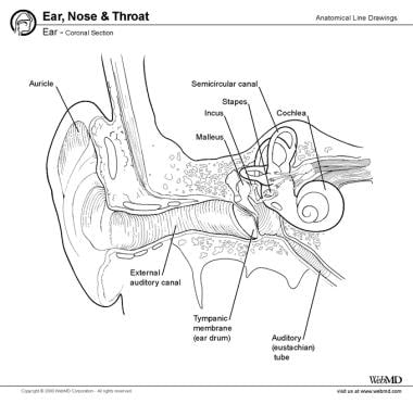 Ear Anatomy: Overview, Embryology, Gross Anatomy