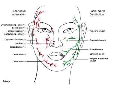 Cutaneous innervation of the face and facial nerve