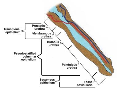 Male Urinary Organ Anatomy: Overview, Gross Anatomy, Penile Vasculature