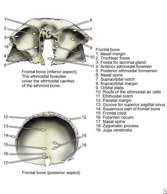Frontal bone, inferior and posterior aspects. 