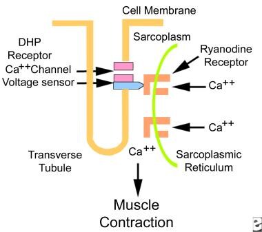 Excitation contraction coupling. DHP is dihydropyr