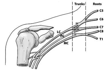 The basic anatomical relationships of the brachial