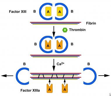 Activation of factor XIII (FXIII) by thrombin and 
