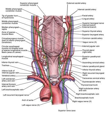 Anatomy of the recurrent laryngeal nerve (RLN). 