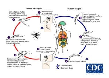 Trypanosoma life cycle. Courtesy of the CDC Divisi