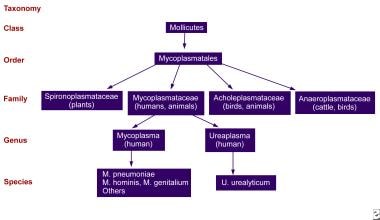 Diagram of the Mollicutes class, to which the Myco