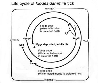 Life cycle of the Ixodes dammini tick. Courtesy of