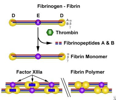 The conversion of soluble fibrinogen to insoluble 