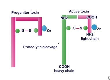 Botulinum toxin structure (schematic diagram). 