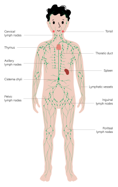Pediatric lymph node distribution. Courtesy of Get