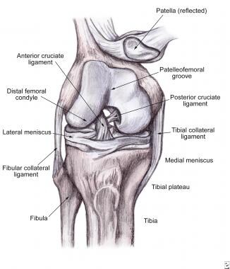 Anatomy of the knee. 