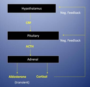 Regulation of the adrenal cortex. ACTH = adrenocor