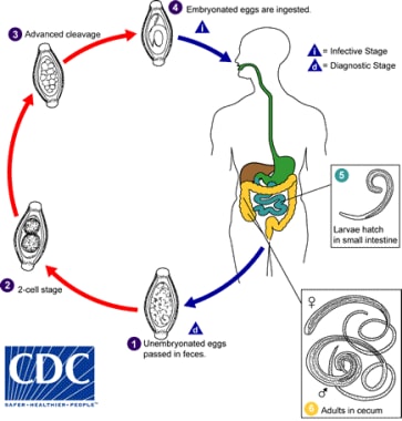 Life cycle of whipworm. The unembryonated eggs are