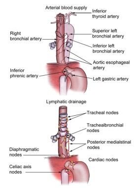 Arterial blood supply and lymphatic drainage of th