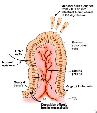 Mucosal cells in the proximal small intestine medi
